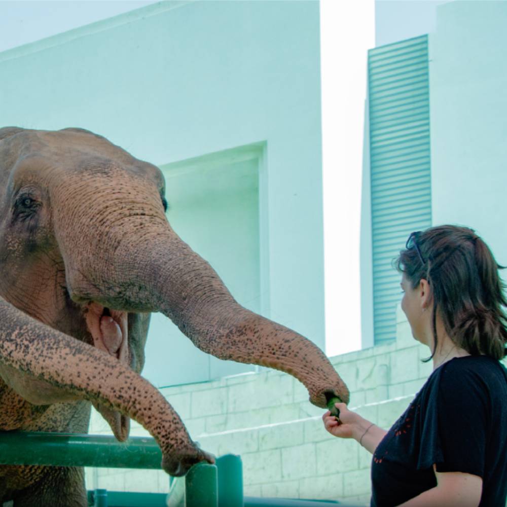 Elephant Feeding