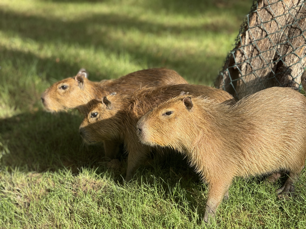 Capybara