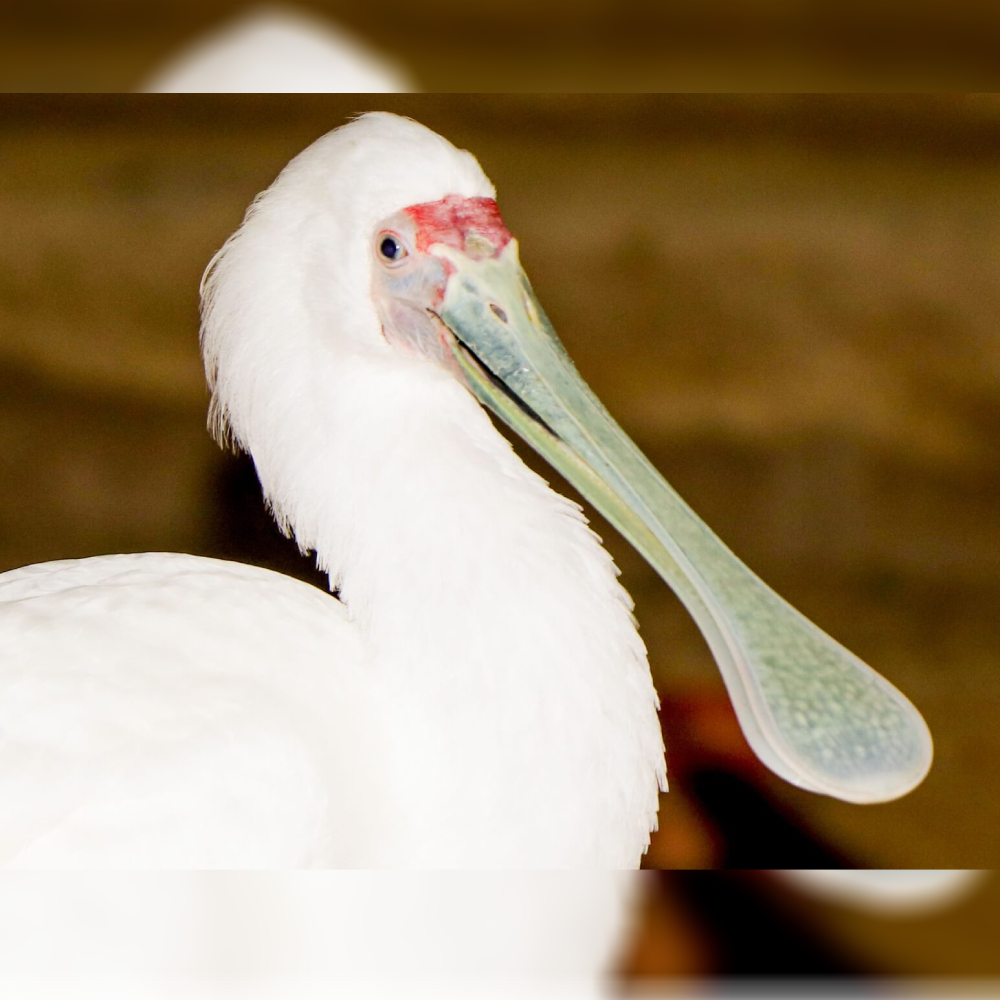 African Spoonbill
