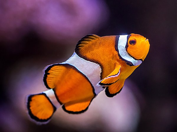 Ocellaris Clownfish