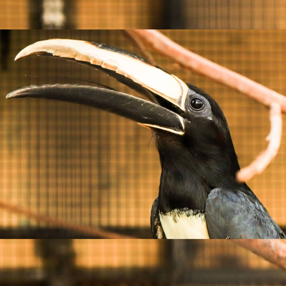 Black Necked Aracari
