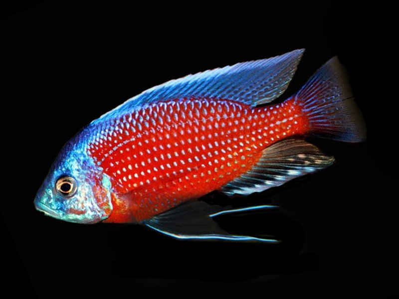 Red Fin Kadango Cichlid