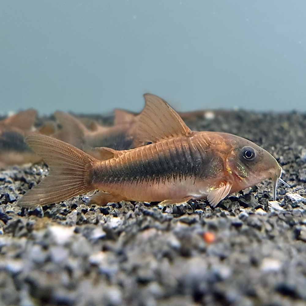Bronze Corydoras