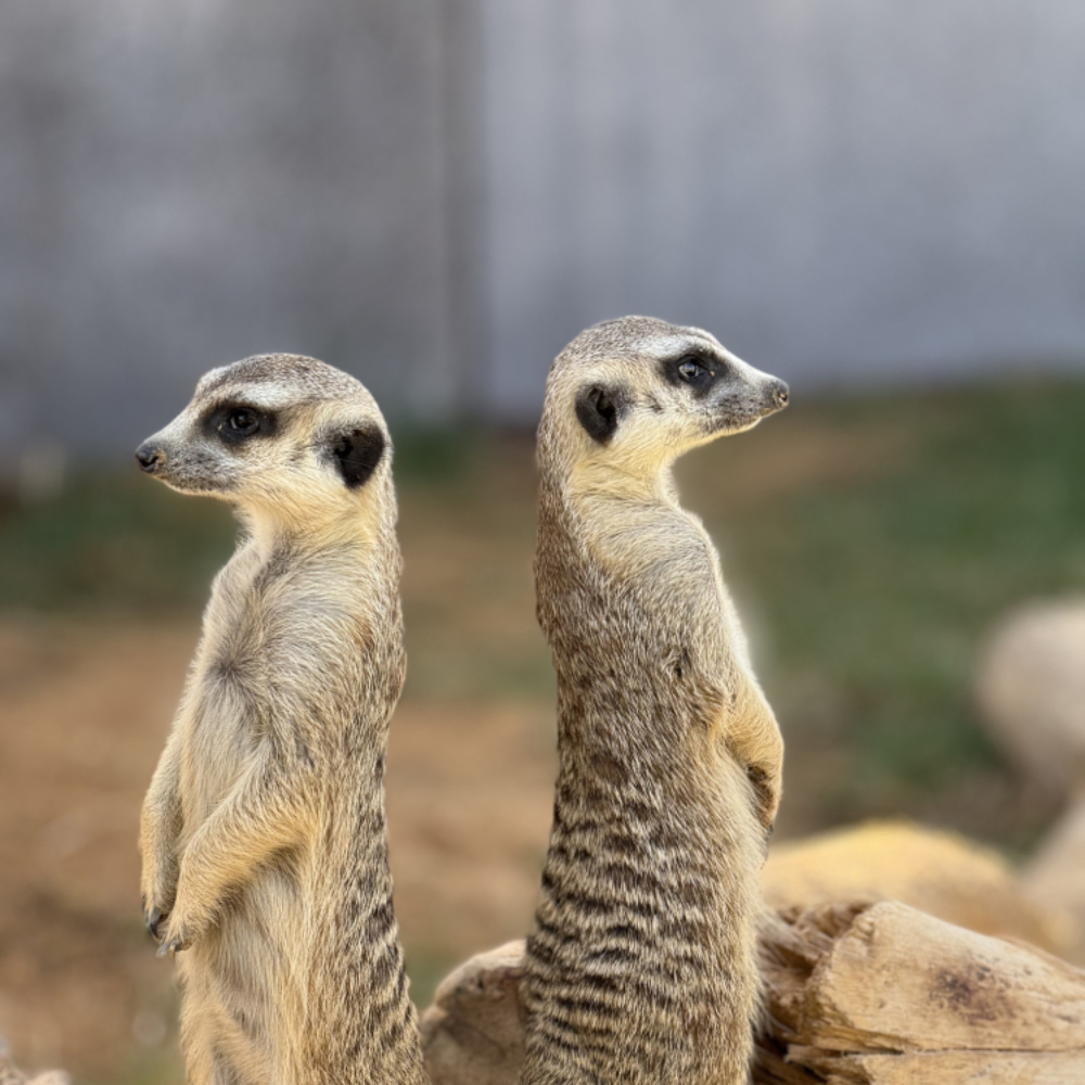 Meerkats