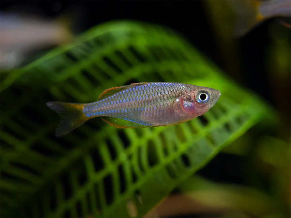 Dwarf Neon Rainbowfish