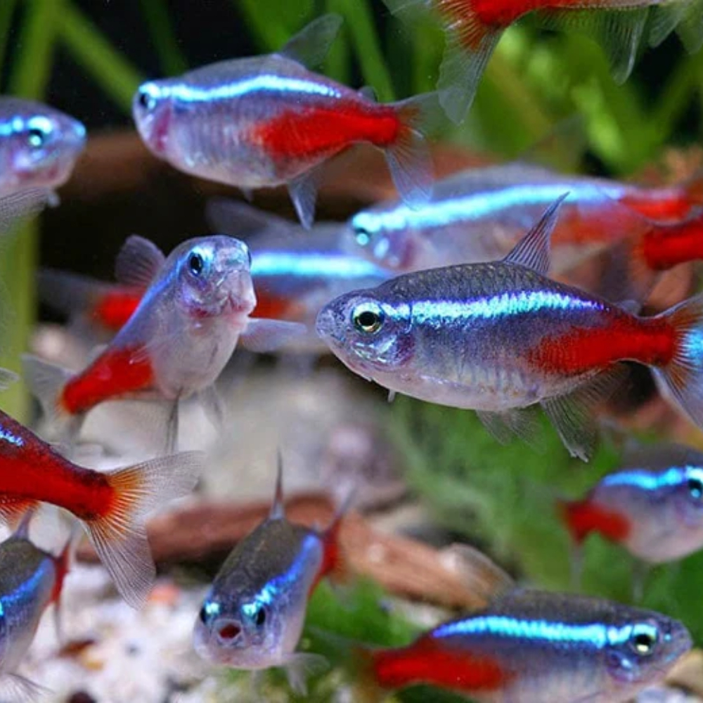 Neon Tetra