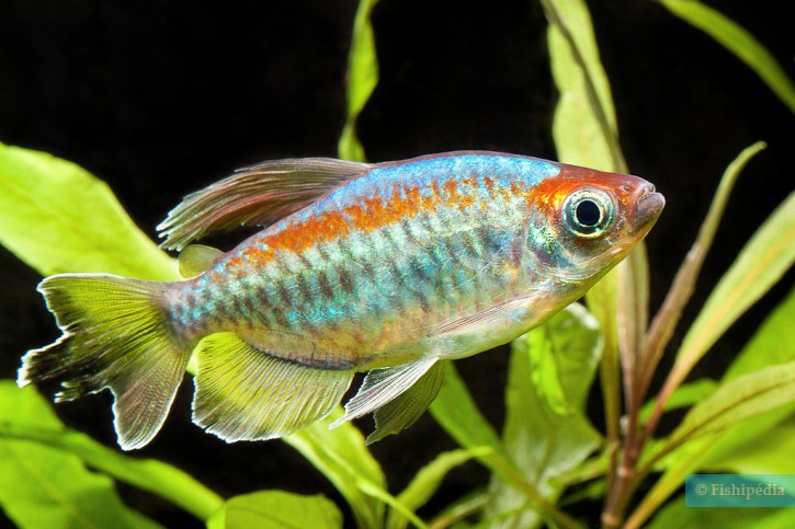 Congo Tetra