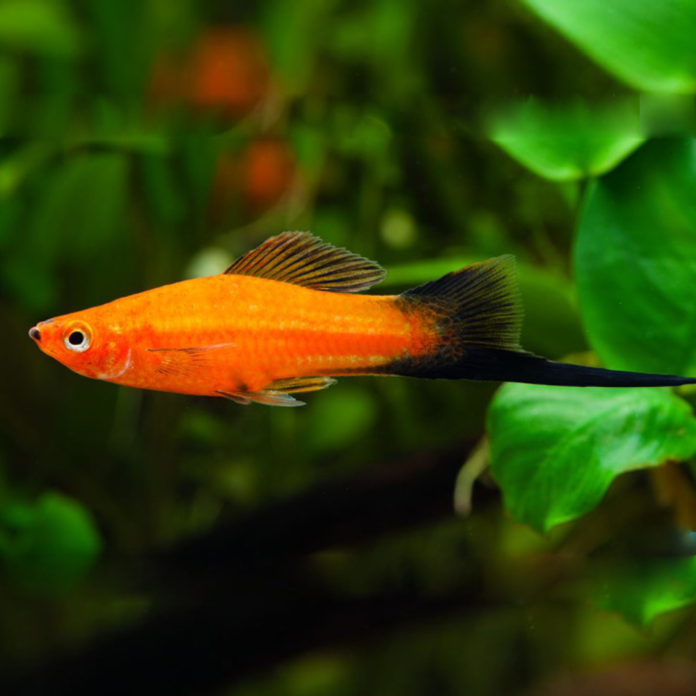 Swordtail