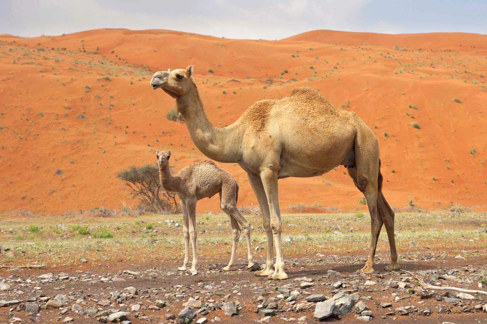 Dromedary Camel