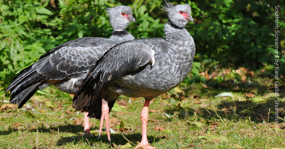 Southern Screamer