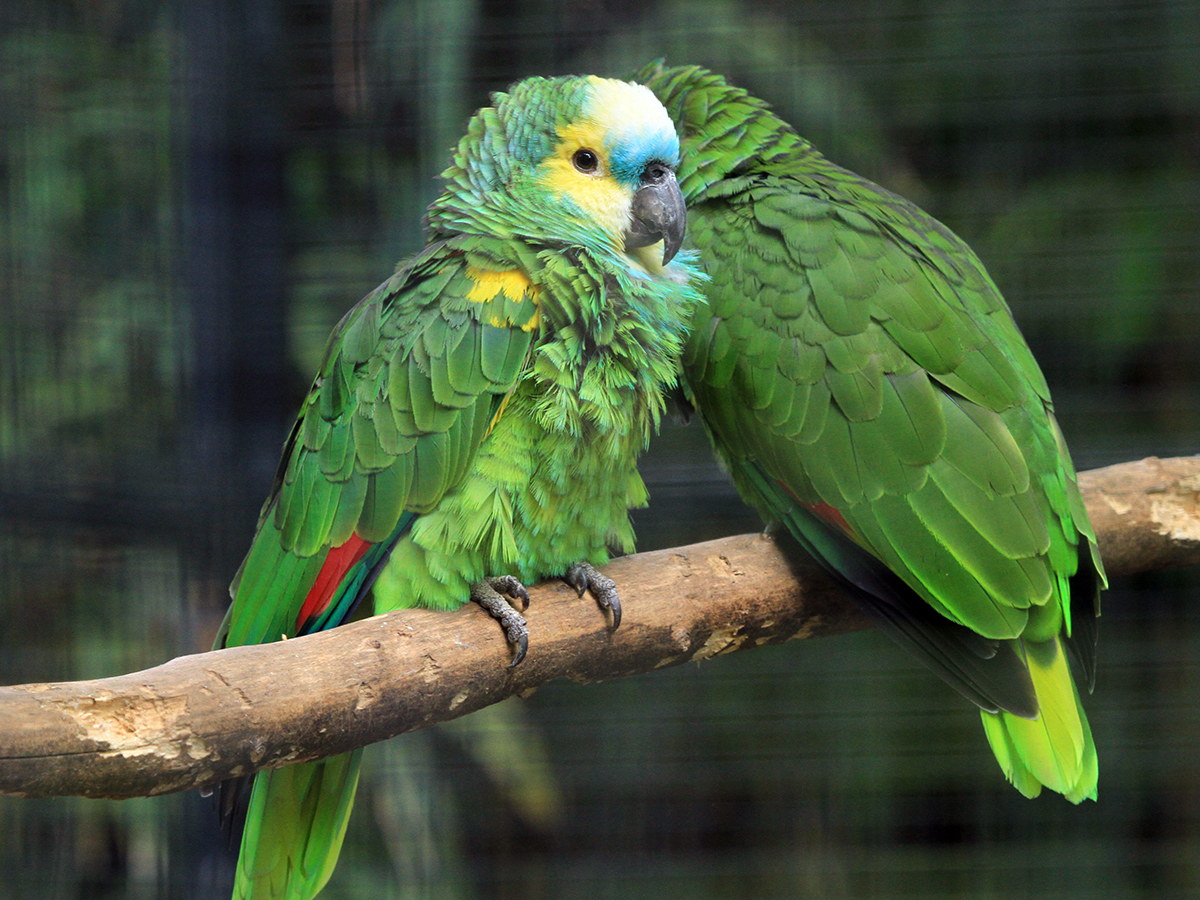 Blue Fronted Amazon
