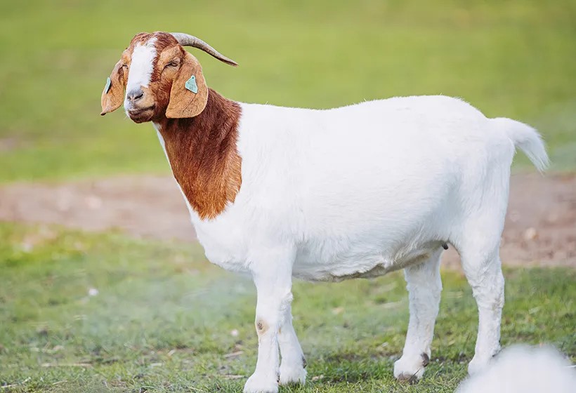 Boer Goat
