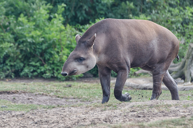 Brazilian Tapir