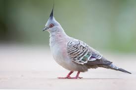 Crested Pigeon