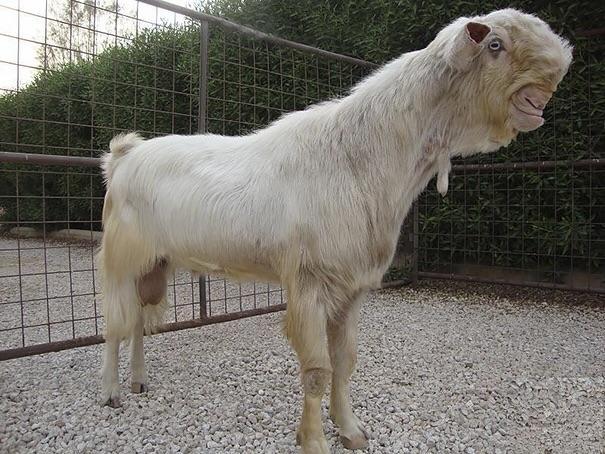 Damascus Goat