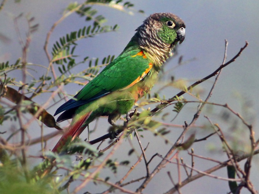 Green Cheeked Parakeet