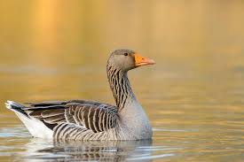 Greylag Goose