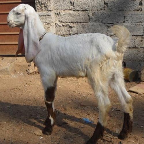 Jamodi Goat