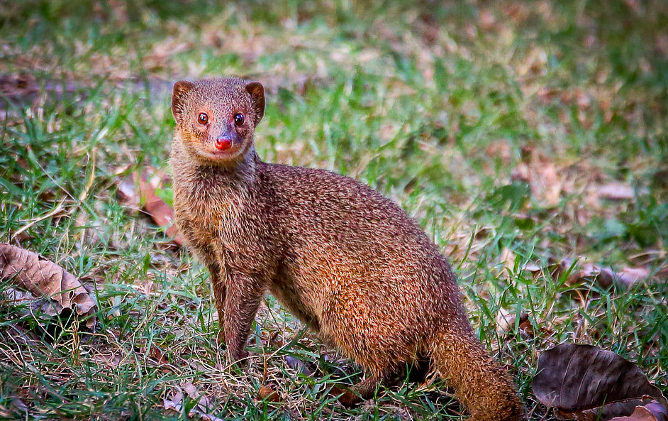 Mongoose