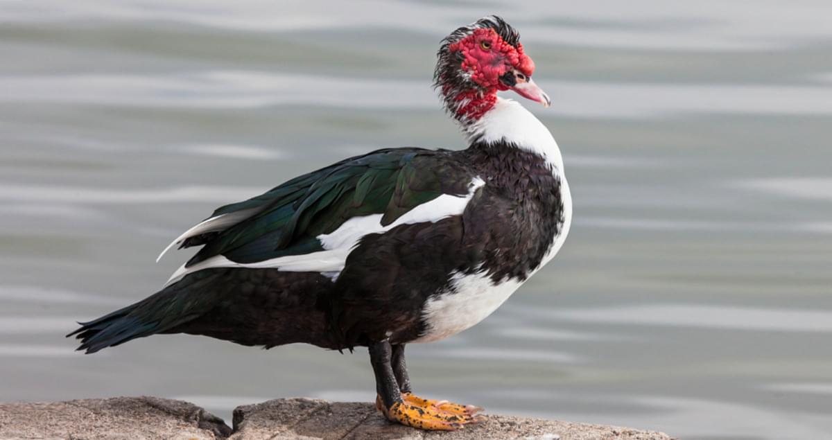 Muscovy Duck