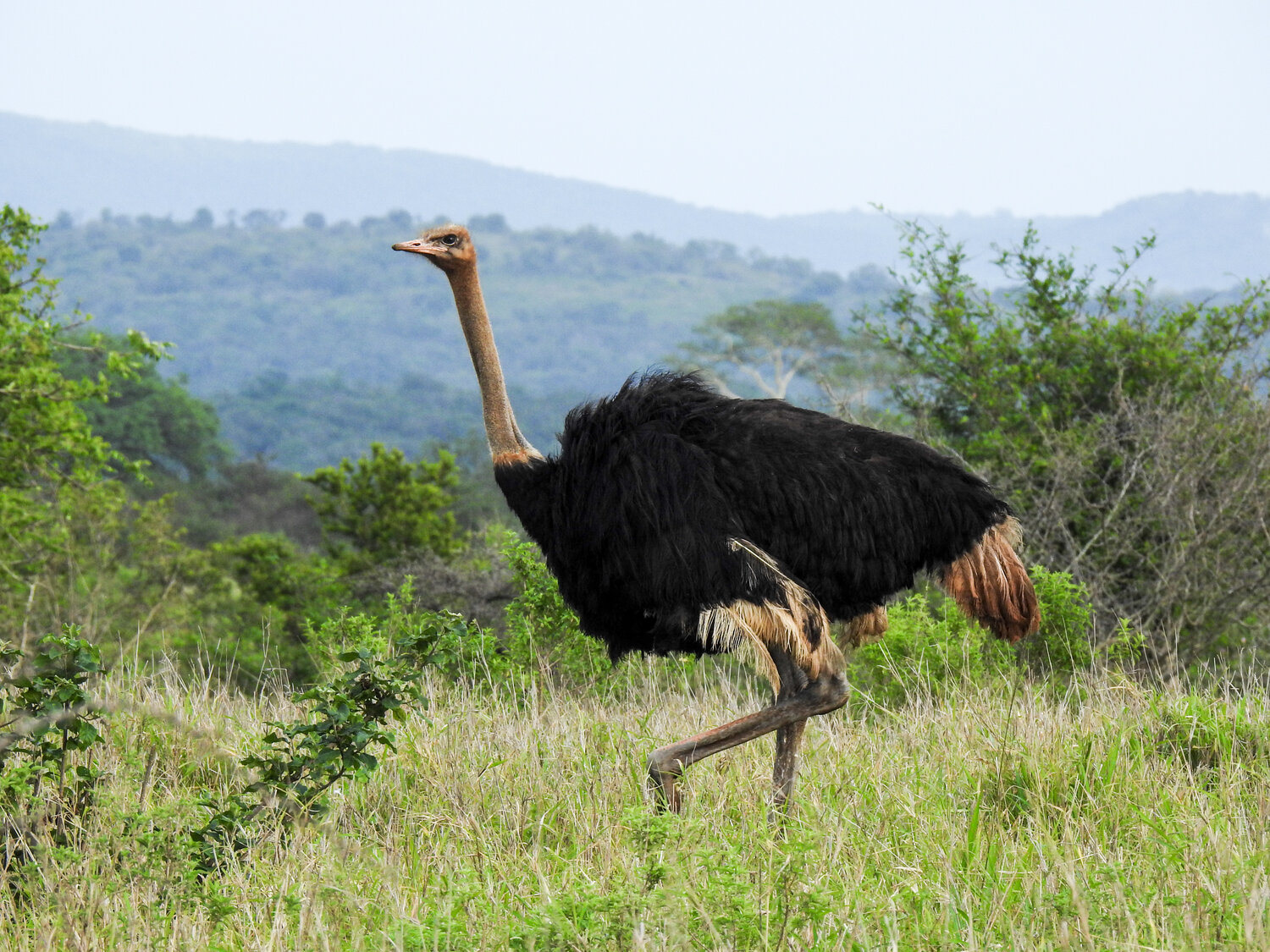 Ostrich