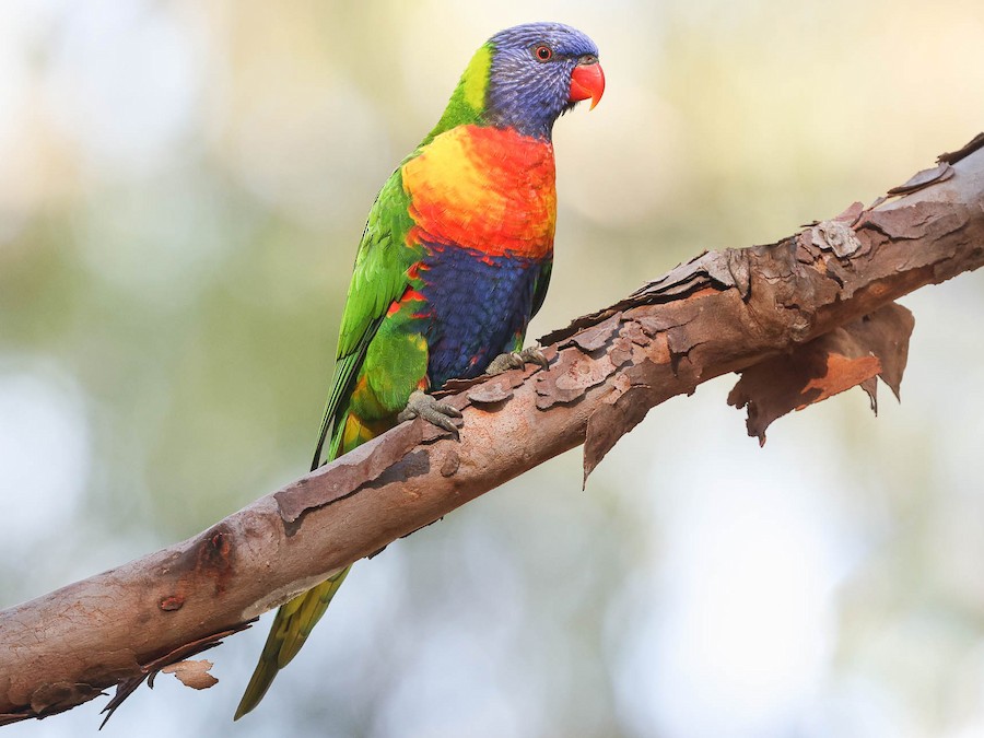 Rainbow Lorikeet