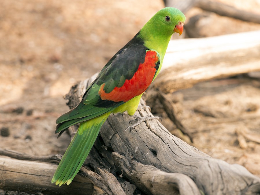 Red Winged parrot