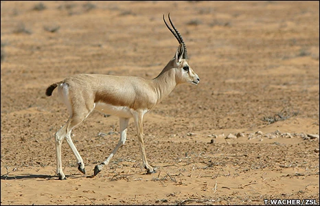 Rhim Gazelle