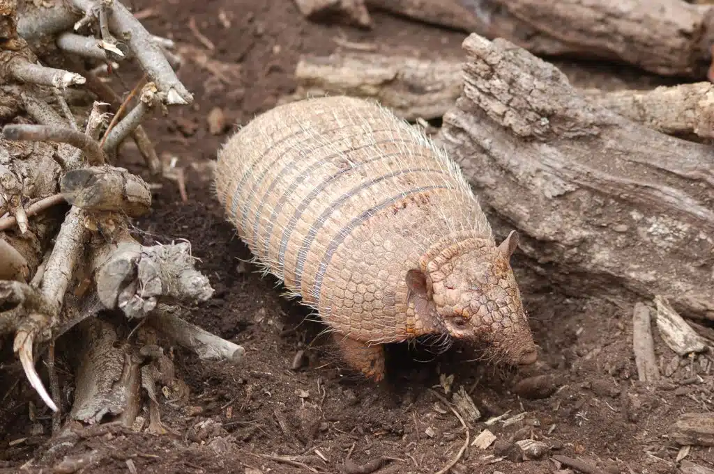 Six Banded Armadillo