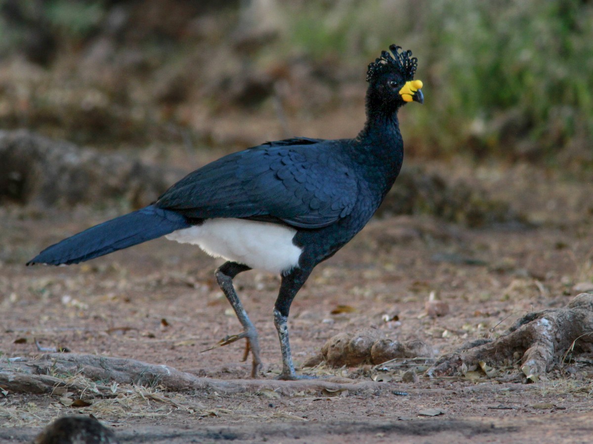 Yellow Knobbed Curassow