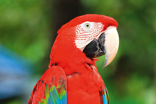 Green-winged Macaw