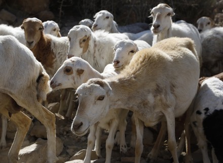 Yemeni Sheep