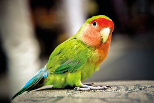 Peach-faced Lovebird