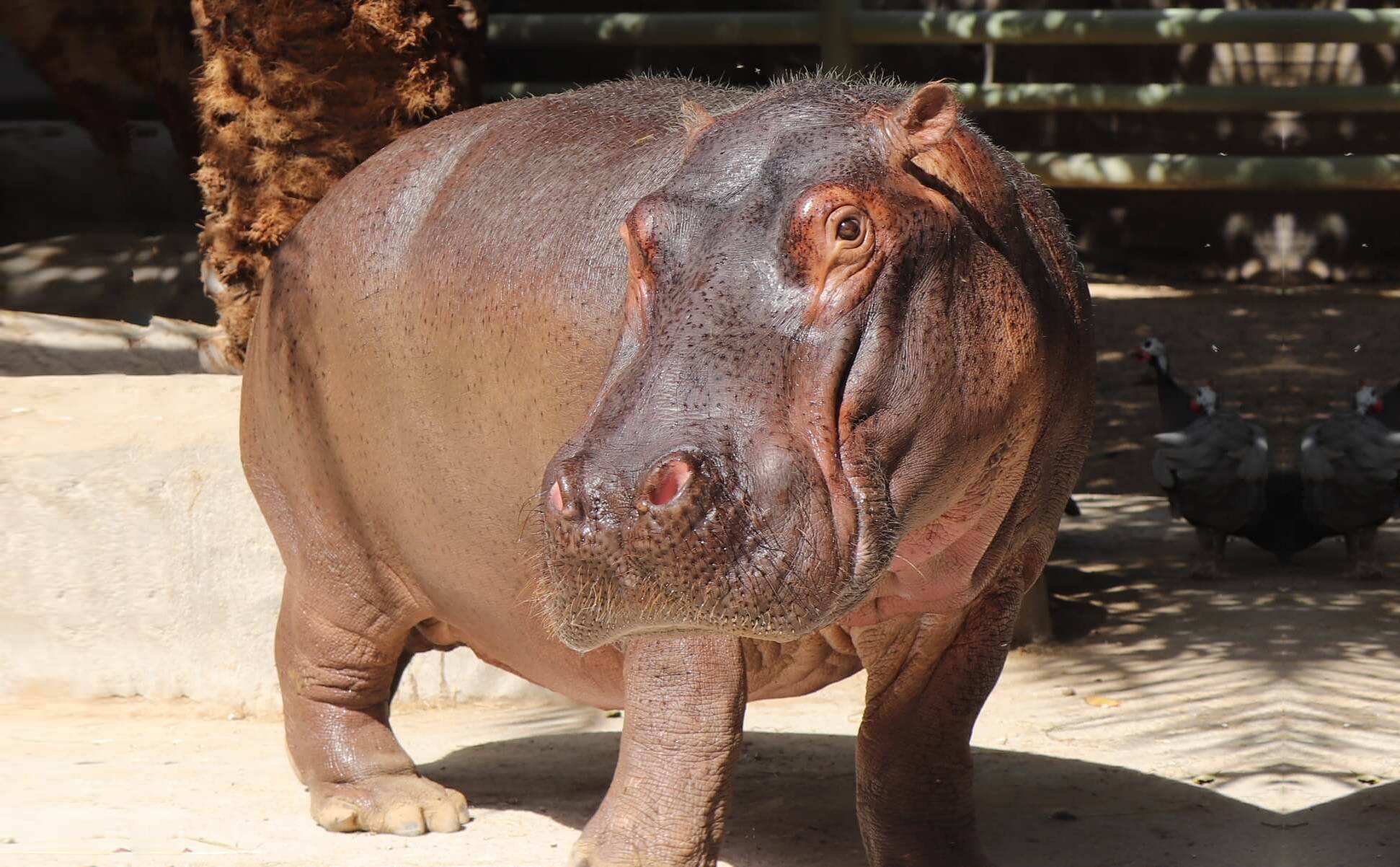 Common Hippopotamus