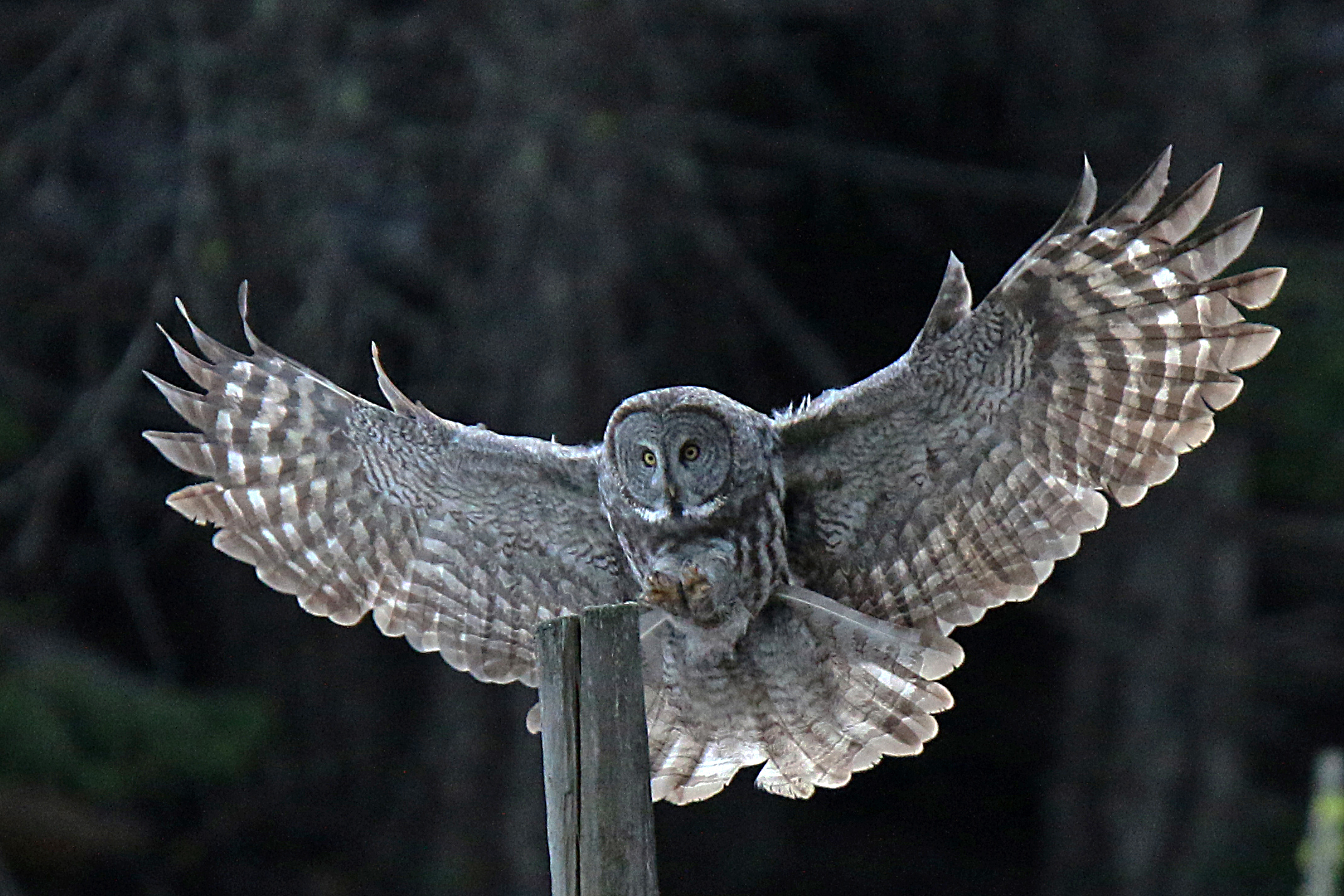 Great Grey Owl