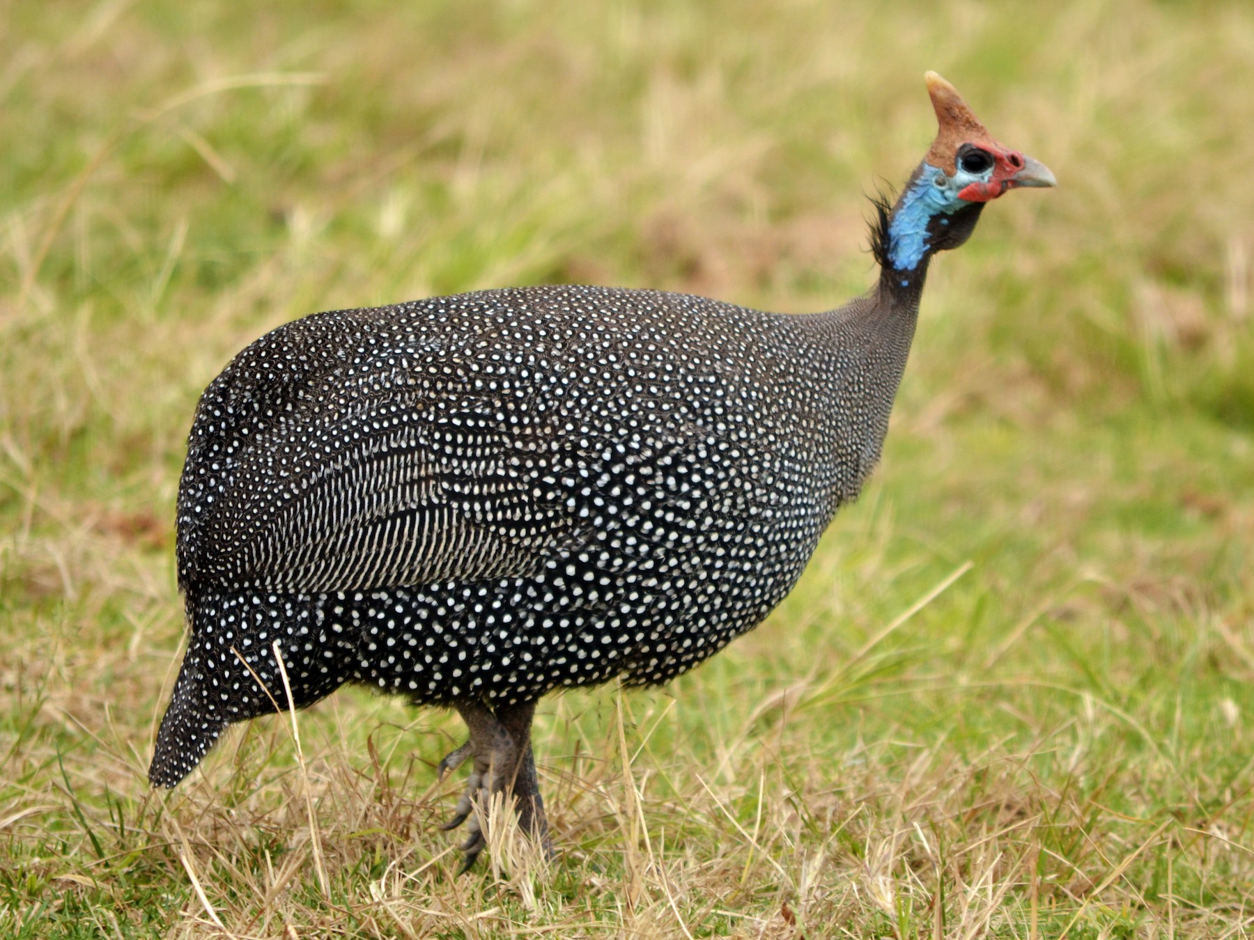 Guinea Fowl
