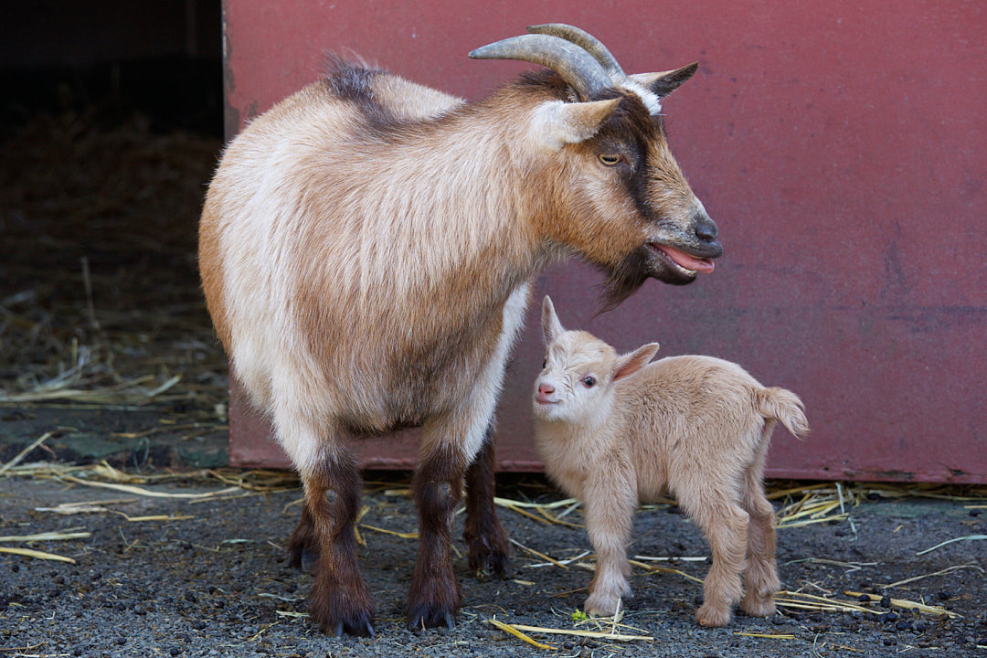 Pygmy Goat