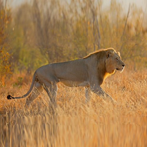 African Lion