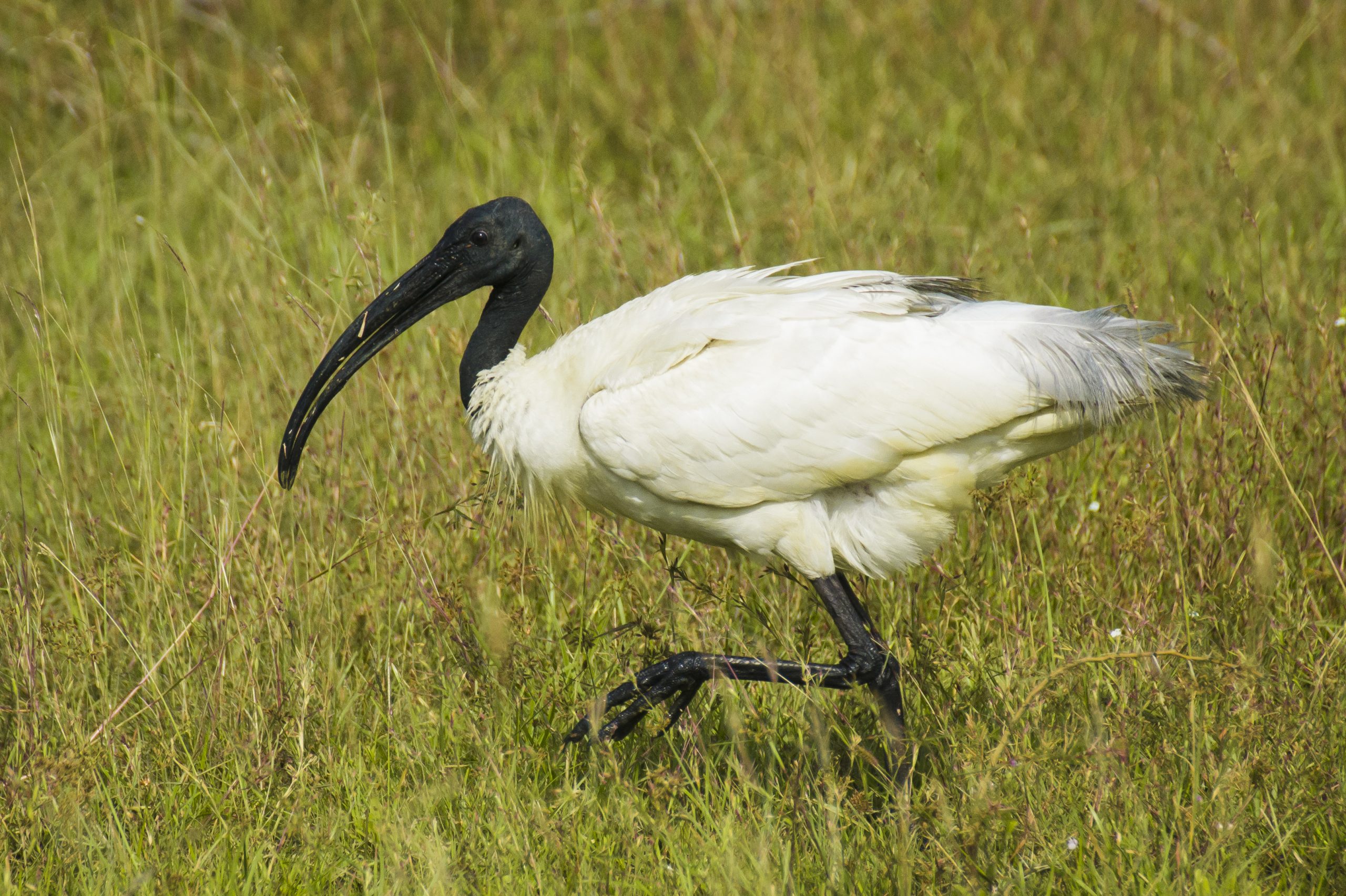 Black Headed Ibis