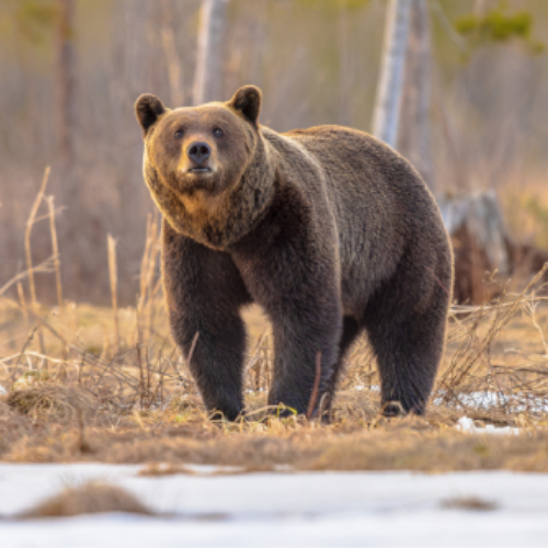 Eurasian Brown Bear