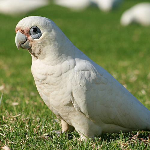 Bare Eyed Cockatoo
