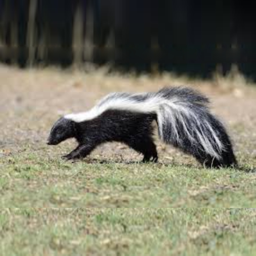 Striped Skunk