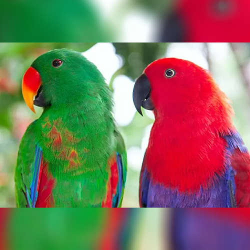 Eclectus Parrot