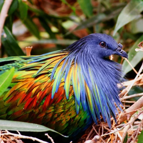 Nicobar Pigeon