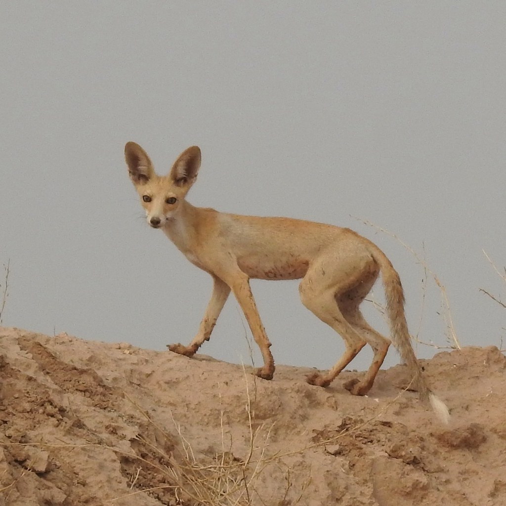 Arabian Fox