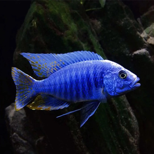 Electric Blue Peacock Cichlid