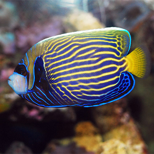 Emperor Angelfish