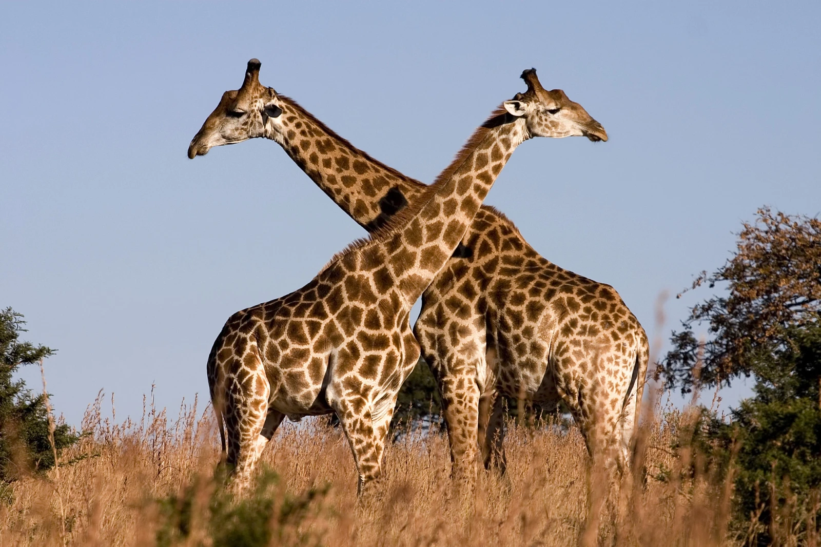 South African Giraffe