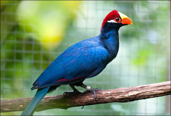 Violet Turaco