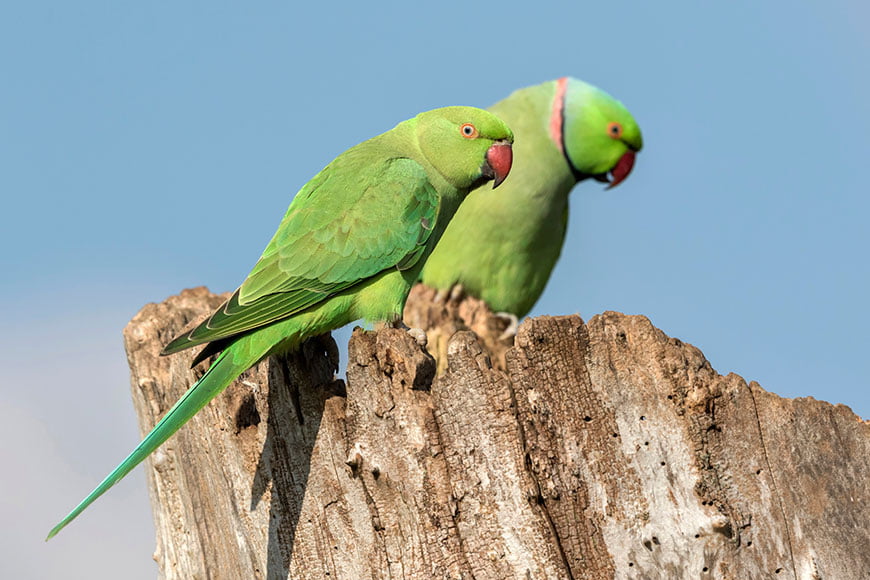 Indian Ringneck Parakeet